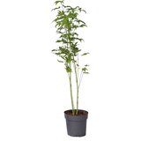 Plant in a Box japonski javor - acer palmatum 'going green' - višina 25-40cm - ø10,5cm, (21757558) Cene