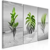  Slika - Plants (Collection) 120x60 Cijene