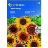 KIEPENKERL Sjeme cvijeća Suncokret Kleinblumige (Helianthus debilis subsp. debilis, Žuta, Crvena) | shoptok.hr