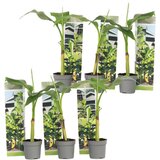 Plant in a Box japonski bananovec - 6 kos - musa basjoo - višina 25-40cm - ⌀9cm, (21757799) | Shoptok.si