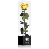 RoseAmor Yellow stabilizirana ruža na stabljici 30 cm 1 kom | shoptok.hr