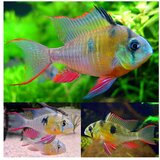 Akvarijum Centar Bolivian butterfly cichlid | ePonuda.com