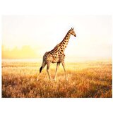  Tapeta - giraffe - walk 350x270 | shoptok.hr
