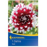 KIEPENKERL Lukovice jesenskog cvijeća dalija Duet (1 Kom.) | shoptok.hr