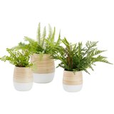Zandiara Okrasni Lonček Naturelle | Shoptok.si