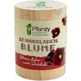 Feel Green Planty "čokoladni cvet" | Shoptok.si