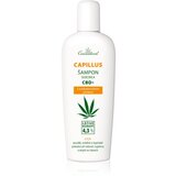 Cannaderm Seborea CBD+ šampon proti prhljaju 150 ml | Shoptok.si