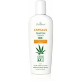 Cannaderm Seborea CBD+ šampon proti prhljaju 150 ml