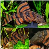 Akvarijum Centar L397 tiger pleco Cene