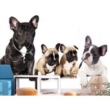  Tapeta - French Dogs 250x175 Cijene
