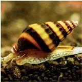 Akvarijum Centar clea helena - Helena puz Cene