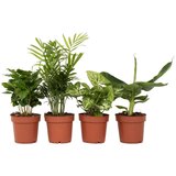 Plant in a Box Lepe sobne rastline - 4 kos - Višina 25-40cm - ⌀12cm, (21758325) | Shoptok.si