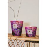 Baobab Collection Arty Flowers Water Lily dišeča sveča 500 g | Shoptok.si