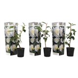 Plant in a Box japonska kamelija - 3 kos - camellia japonica 'brush field' - V25-40cm - ⌀9cm, (21757766) | Shoptok.si