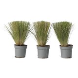 Plant in a Box bodalica - 3 kos - stipa tenuifolia 'pony tails' - višina 20-30cm - ⌀9cm, (21778525) | Shoptok.si
