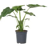 Plant in a Box Alokazija - Alocasia 'Cucullata' - Višina 70-80 cm - ⌀19cm, (21757856) | Shoptok.si