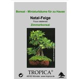  Fikus natalensis - sobni bonsaj - 20 zrn. | Shoptok.si