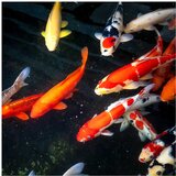 Akvarijum Centar Koi šaran, uvozni | ePonuda.com