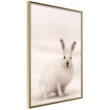  Poster - Curious Rabbit 30x45 Cijene