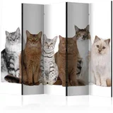 Paravan Sweet Cats I, 5-Delni, Dvostranski