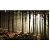  Tapeta - Coniferous forest 450x270 | shoptok.hr
