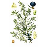 Rinfuz Kleka (Juniperus communis), 100g Cene
