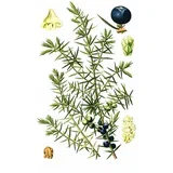 Kleka (Juniperus communis), 100g