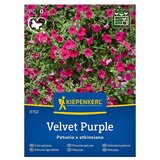 KIEPENKERL Cvetlična semena Petunija Velvet Purple (Petunia x atkinsiana, Vijolična) | Shoptok.si