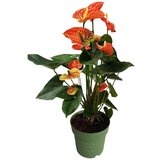 Plant in a Box Flamingovec - Anturij - Anthurium 'Madural Orange' - Višina 55-70cm - ø17cm, (21758259) | Shoptok.si