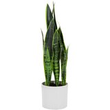 MID.YOU Umetna Rastlina Sansevieria | Shoptok.si