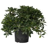 Plant in a Box lepljivec - pittosporum tobira nanum - višina 30-40cm - ⌀19cm, (21757492) | Shoptok.si