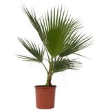 Plant in a Box mehiška pahljačasta palma - washingtonia robusta - višina 70-90cm - ⌀21cm, (21757744) Cene