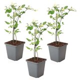 Plant in a Box navadna gardenija - 3 kos - jasminum 'summer scent' - višina 25-40cm - ⌀9cm, (21757643) Cene