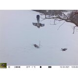 Keepguard Fotozamka KG795W, eksterna baterija 6V/7Ah i kabel za napajanje + 32GB SD kartica i 8kom baterija! | shoptok.hr