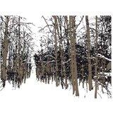  Tapeta - trees - autumn 300x231 | shoptok.hr
