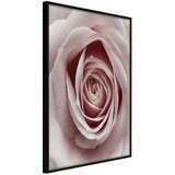  Poster - Rosebud 20x30 | shoptok.hr