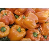  Paprika "Cubo Orange" Cene