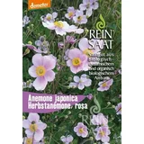 Bio japonska anemona