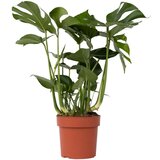 Plant in a Box Navadna monstera - Monstera deliciosa - Višina 70-80cm - ⌀21cm, (21757920) cene