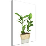  Slika - Plant In Pot (1 Part) Vertical 80x120 Cijene