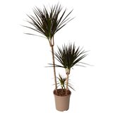 Plant in a Box Dracena - Dracaena marginata 'Magenta' - Višina 110-130cm - ⌀24cm, (21758309) | Shoptok.si