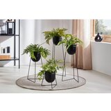 Modern Living Okrasna Rastlina Farn Ii | Shoptok.si