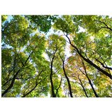  Tapeta - Looking up at the trees 250x193 | shoptok.hr