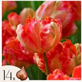 Plant in a Box Tulipani čebulice - 14 kos - Tulipa 'Apricot Parrot' - Cvetne čebulice - Roza, (21755698) Cene