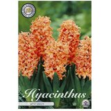  Cvjetne lukovice Zumbul Orientalis Gipsy Queen (Narančasta, Botanički opis: Hyacinthus) Cijene