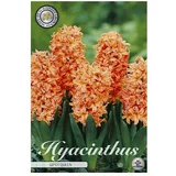  cvjetne lukovice Zumbul Orientalis Gipsy Queen (Narančasta, Botanički opis: Hyacinthus)