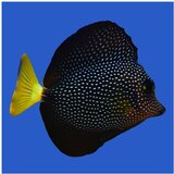 Akvarijum Centar Zebrasoma gemmatum | ePonuda.com