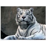  Tapeta - Bengali tiger in zoo 200x154 | shoptok.hr