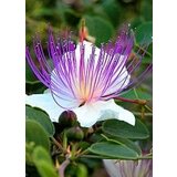 TROPICA Navadni kaprovec Cene