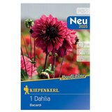 KIEPENKERL Profi-Line Dalija Bacardi (Dahlia x Hybrida, Roza) | shoptok.hr
